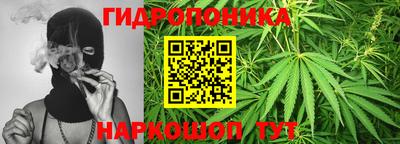 шишки Будённовск